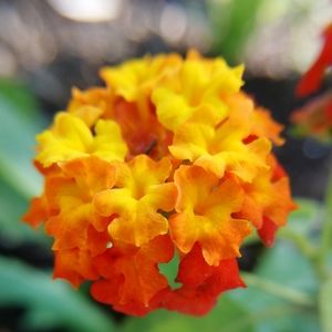 Meet your Posher, Carla